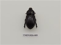 藏品(椰子犀角金龜)的圖片